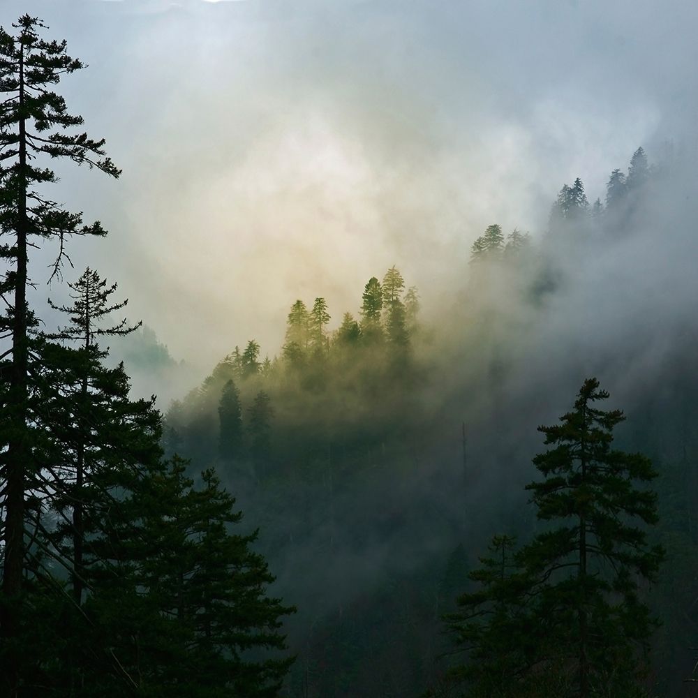 Mountain Clouds at Newfound Gap-Smoky Mountains National Park-Tennessee-USA